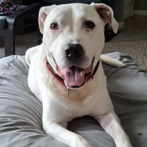 Bronson, Senior Male Mixed Breed