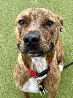 Stitch, Adult Male Mixed Breed