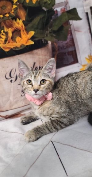 Fiesta, Baby Female Domestic Short Hair