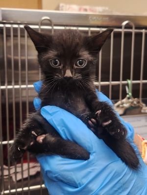 Coffee Bean Domestic Short Hair Cat
