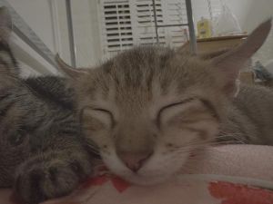 Khaki 4741, Baby Male American Curl