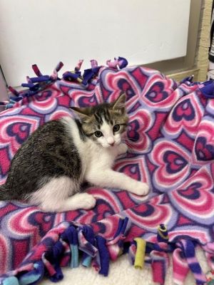 Tammy, Baby Female Tabby
