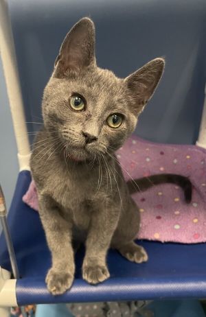 Sneak, Baby Male Domestic Short Hair