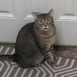 Toogie, Senior Male Domestic Short Hair