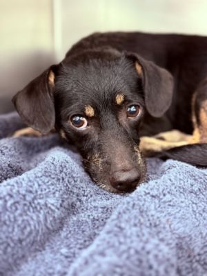 58852401, Adult Male Terrier