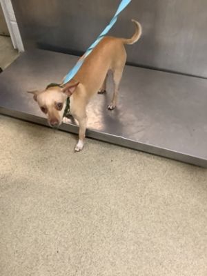 58853064, Adult Male Chihuahua