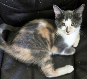 Desiree(MUST BE ADOPTED WITH NAPOLEON), Baby Female Domestic Short Hair