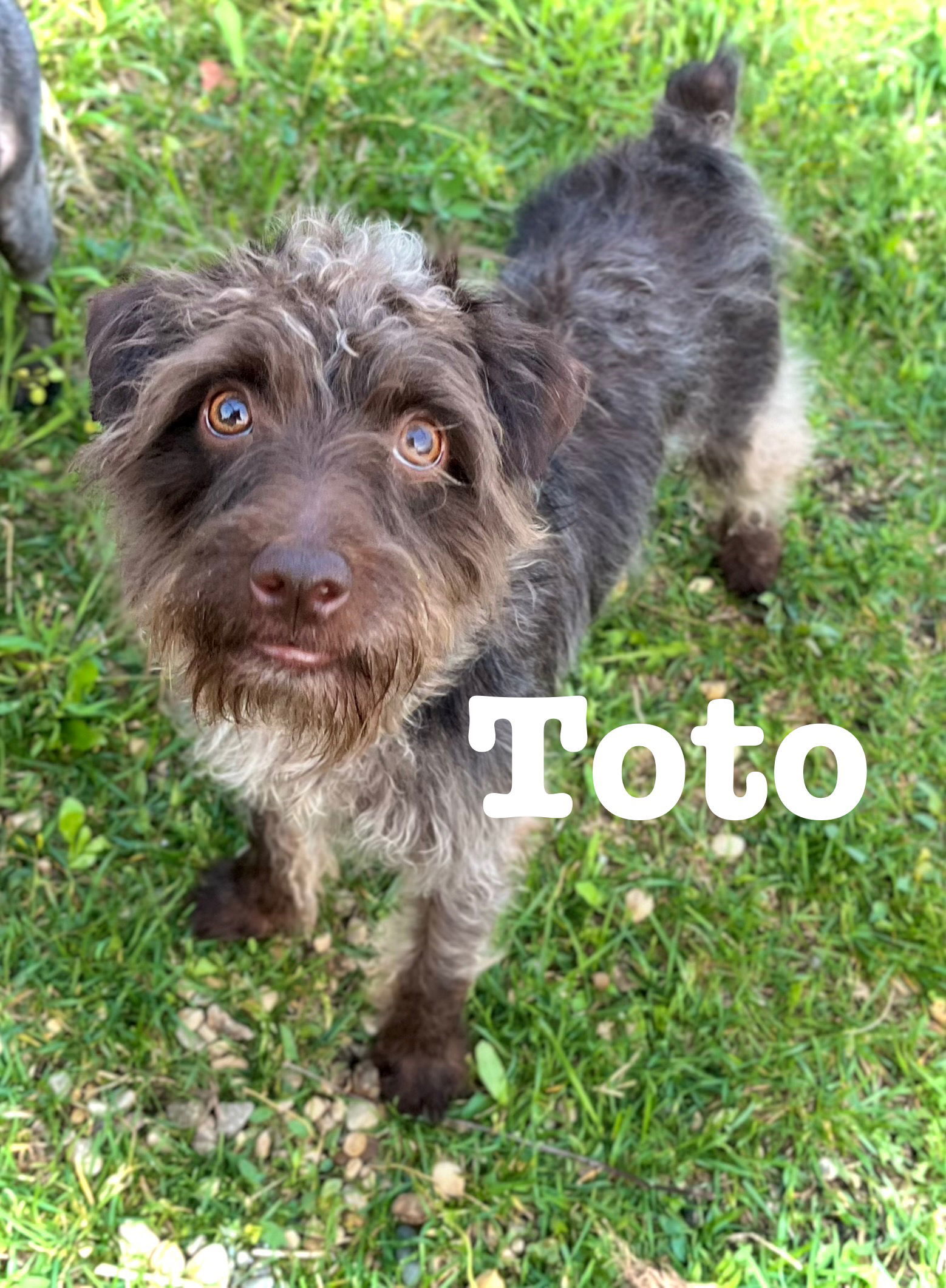 Toto