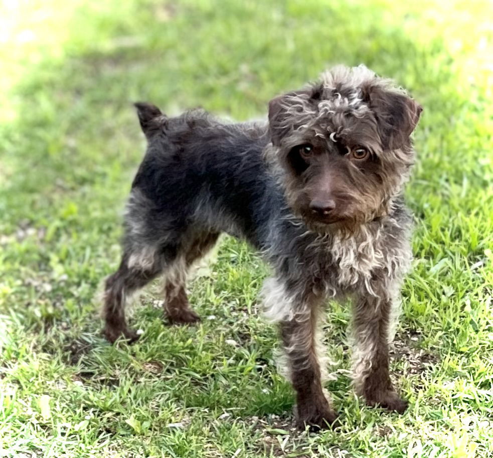 Toto
