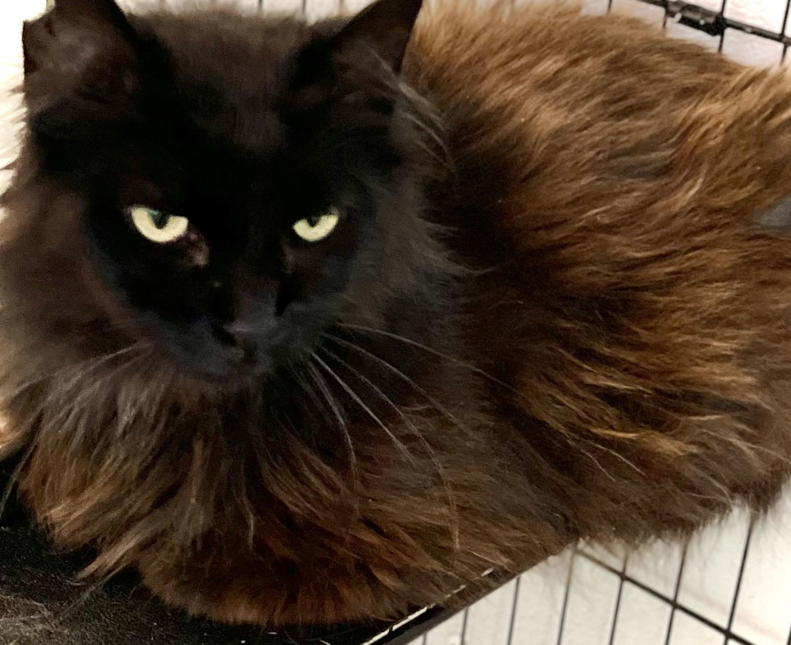 Arabella, an adoptable Domestic Long Hair, Himalayan in Estherville, IA, 51334 | Photo Image 1