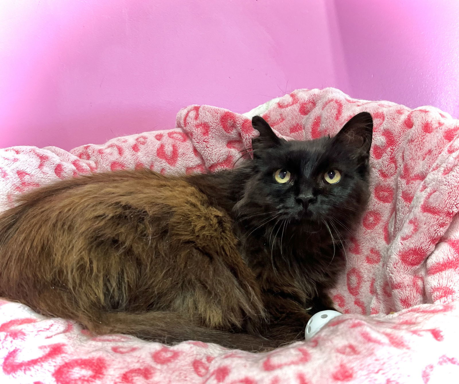 Arabella, an adoptable Domestic Long Hair, Himalayan in Estherville, IA, 51334 | Photo Image 2