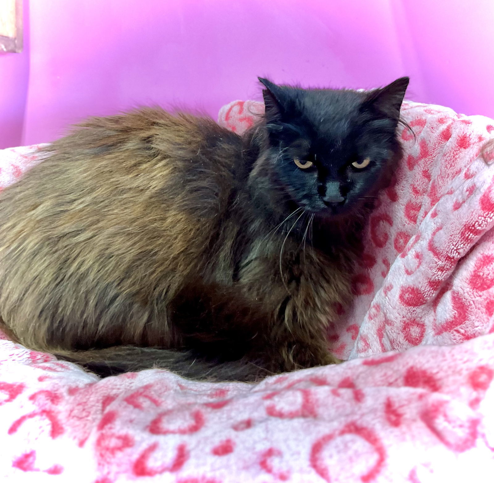 Arabella, an adoptable Domestic Long Hair, Himalayan in Estherville, IA, 51334 | Photo Image 3