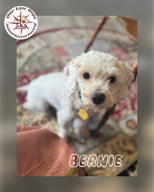Bernie, an adoptable Poodle in Princeton, BC, V0X 1W0 | Photo Image 1