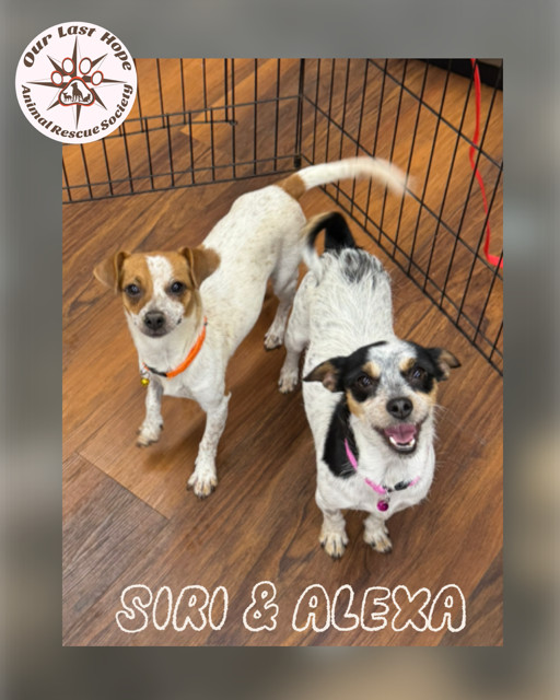 Siri & Alexa ( Bonded siblings), an adoptable Parson Russell Terrier, Rat Terrier in Princeton, BC, V0X 1W0 | Photo Image 1