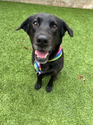Ivy, Adult Female Labrador Retriever