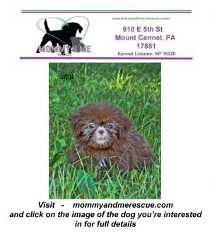 Fiah, Baby Female Shih Tzu