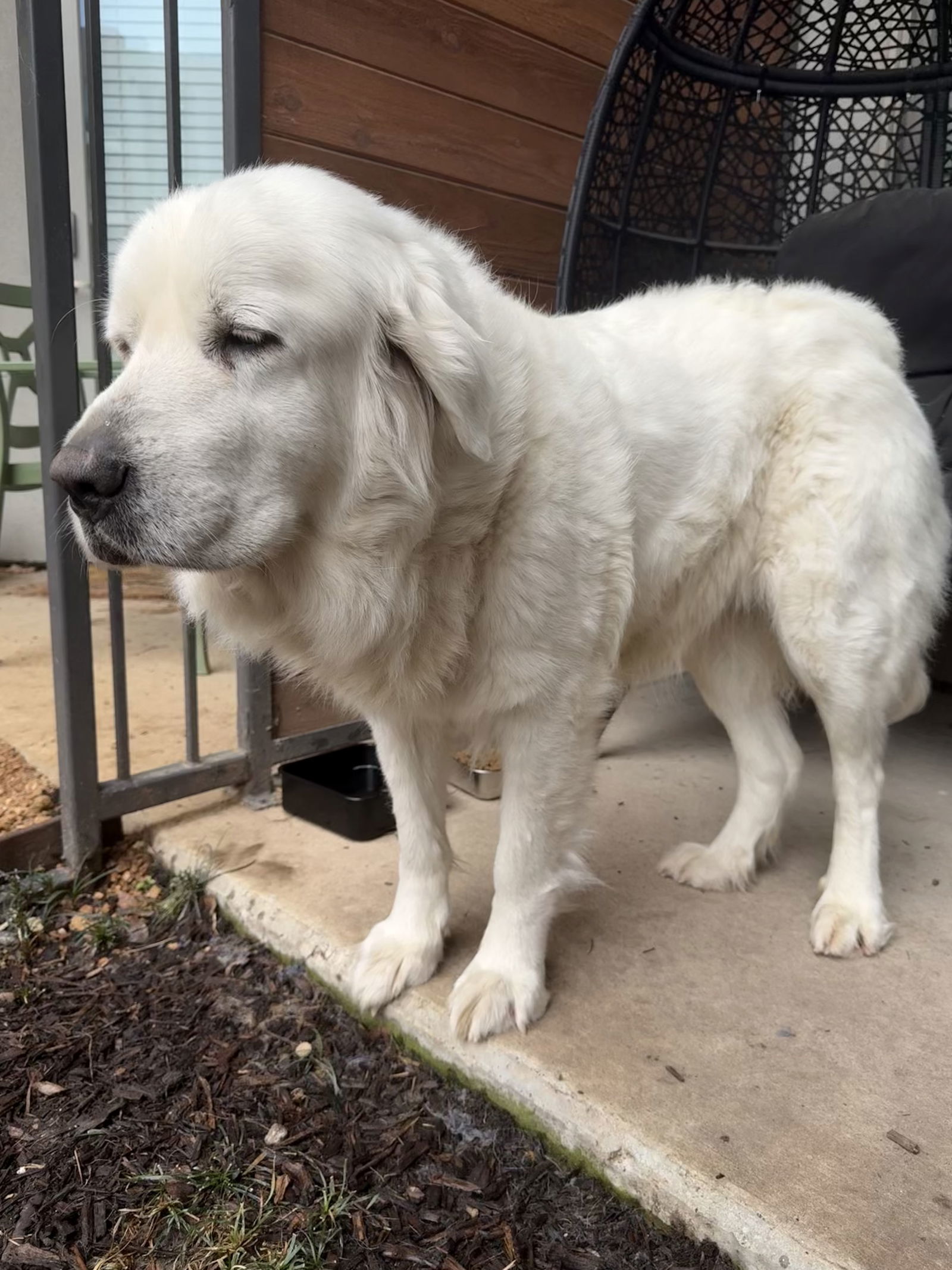 Lucy, an adoptable Great Pyrenees in Bend, OR, 97702 | Photo Image 1