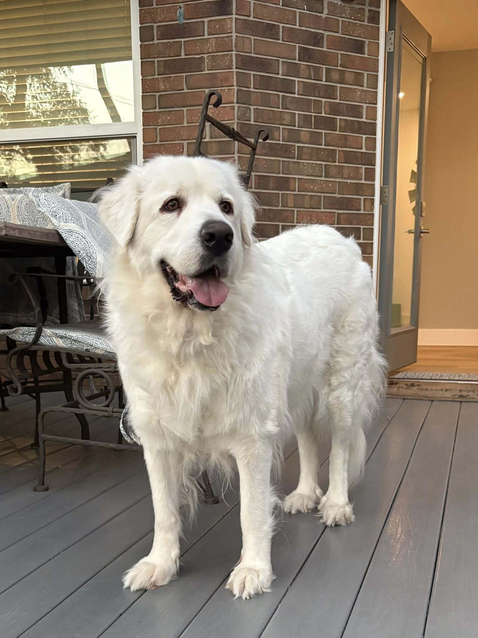 Lucy, an adoptable Great Pyrenees in Bend, OR, 97702 | Photo Image 1