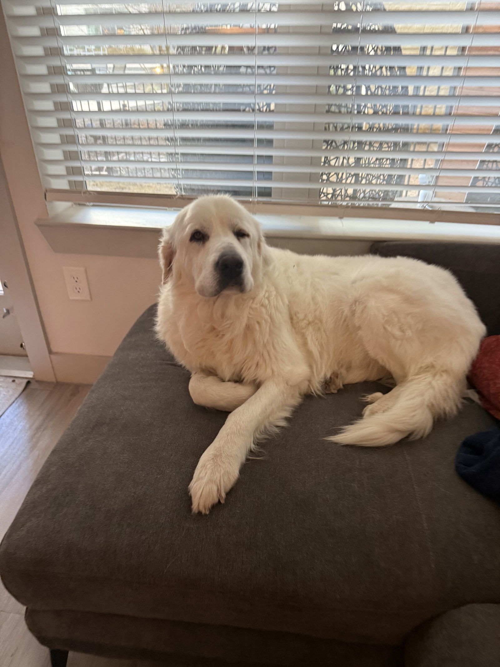 Lucy, an adoptable Great Pyrenees in Bend, OR, 97702 | Photo Image 2