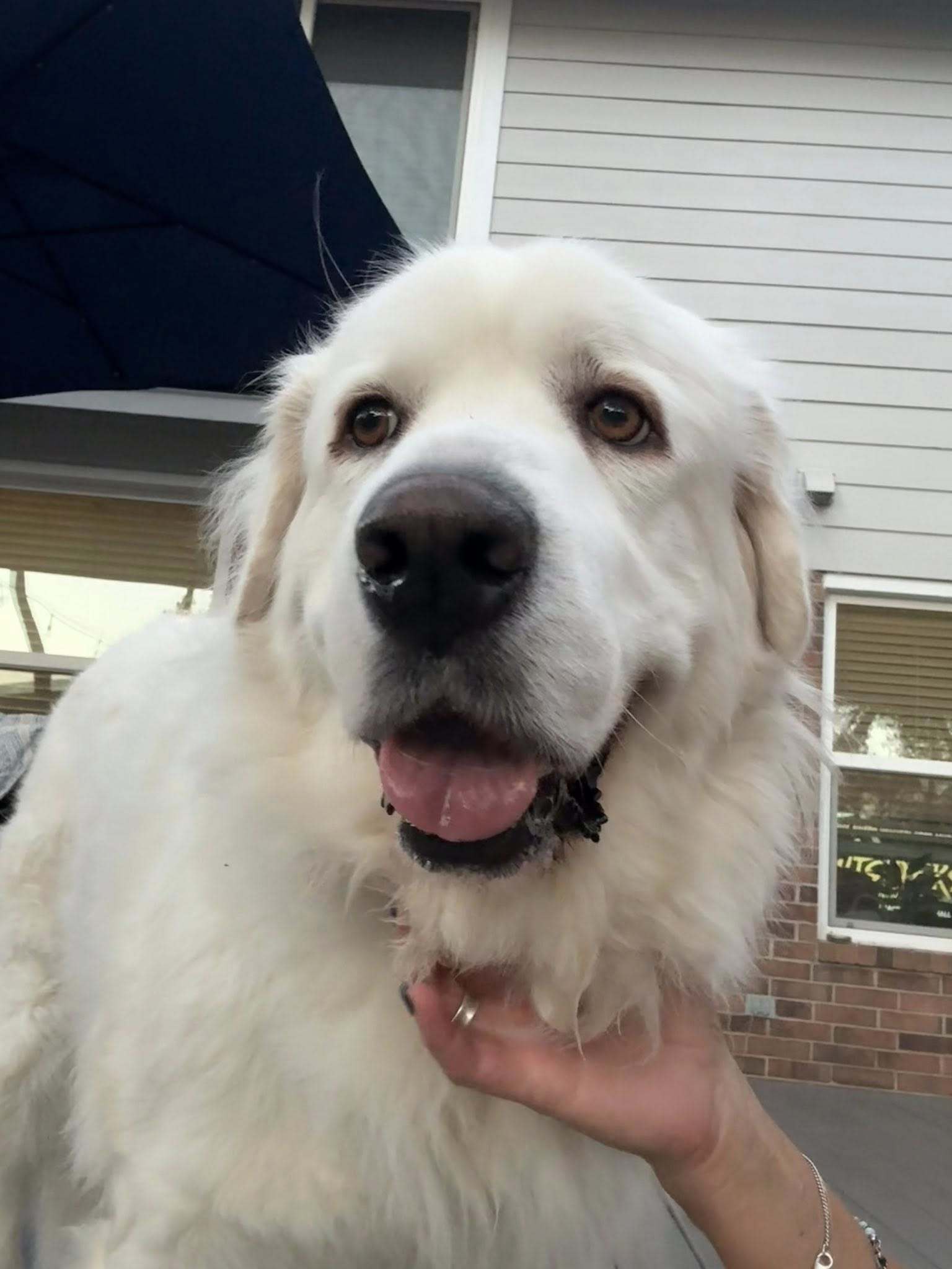 Lucy, an adoptable Great Pyrenees in Bend, OR, 97702 | Photo Image 2