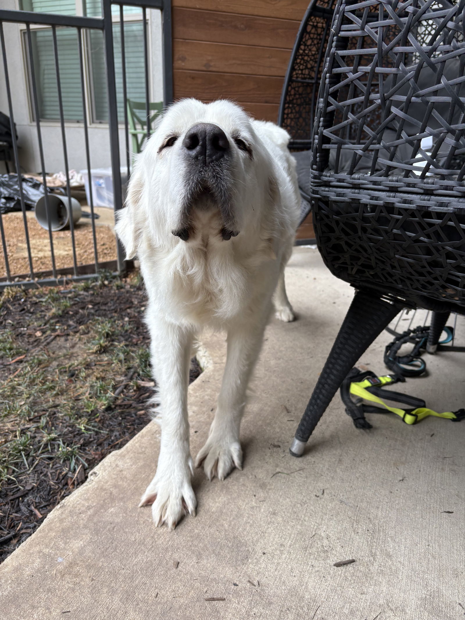 Lucy, an adoptable Great Pyrenees in Bend, OR, 97702 | Photo Image 3