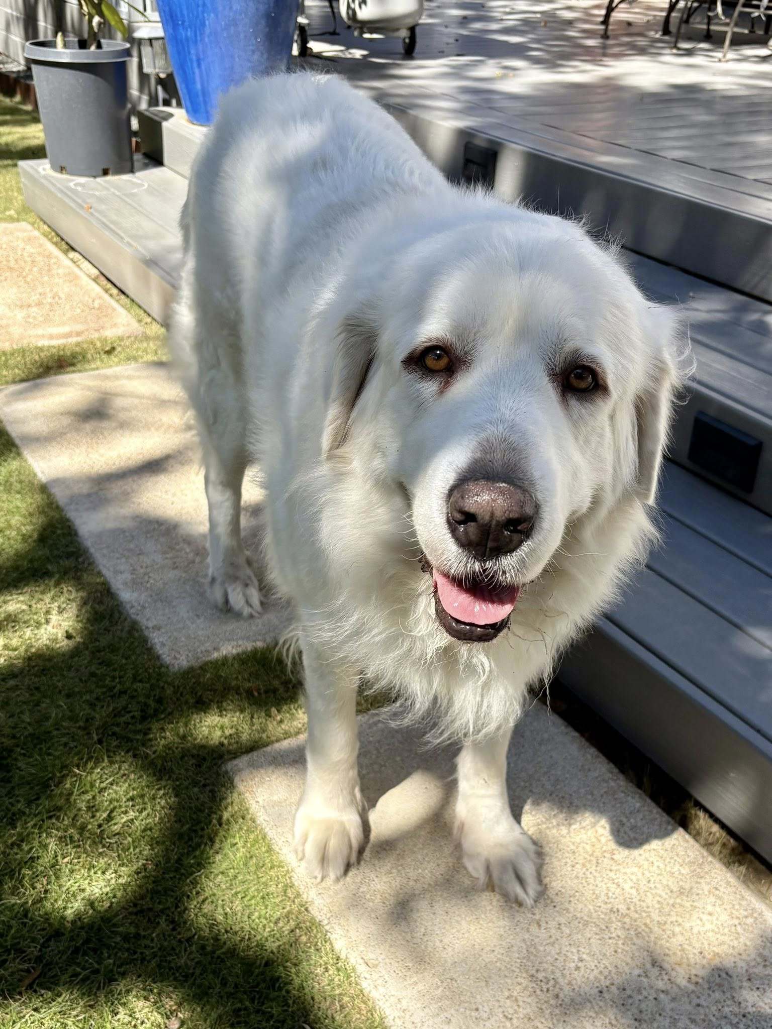 Lucy, an adoptable Great Pyrenees in Bend, OR, 97702 | Photo Image 3