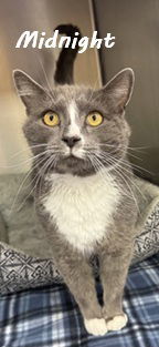 Midnight, Adult Male Domestic Short Hair