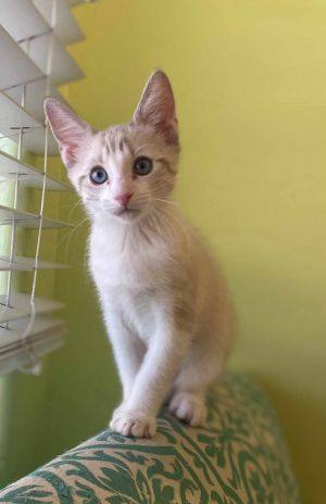 Monte Bavard, Baby Male Siamese