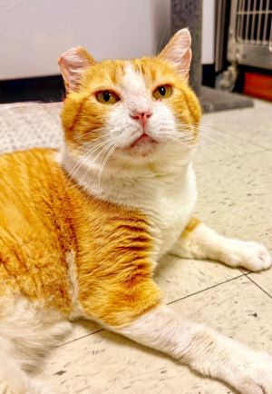 Julius, Adult Male Domestic Short Hair