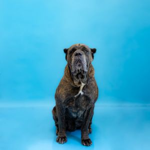 Primary Color Brown Brindle Weight 110lbs Age 4yrs 0mths 0wks