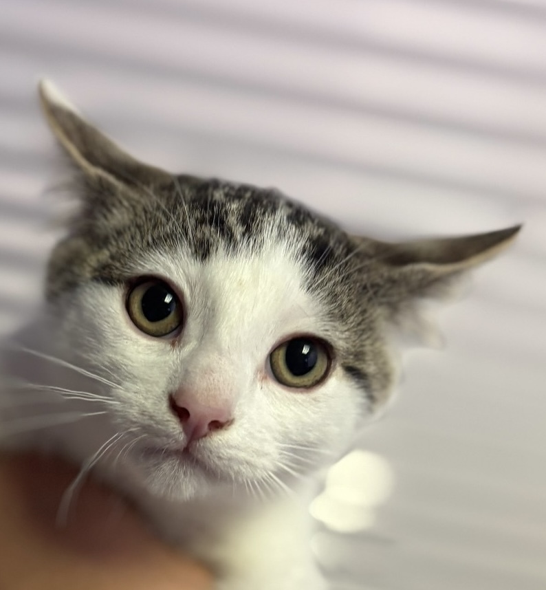 Nacho