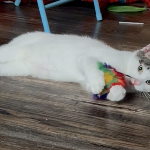 Nacho