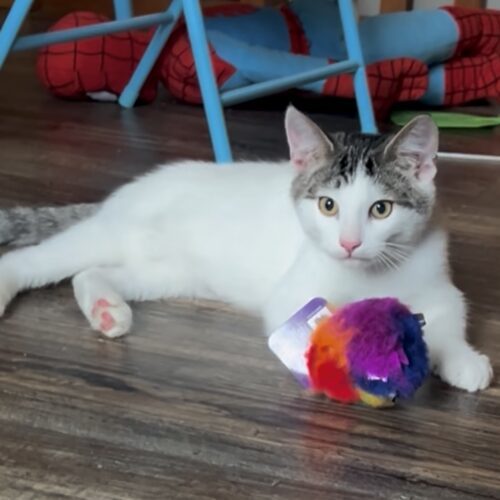 Nacho