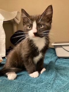 Nod, Baby Female Domestic Short Hair