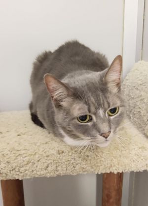 Sophie (front declawed), Adult Female Domestic Short Hair