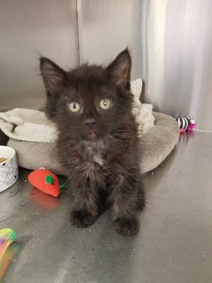 Watson, Baby Male Domestic Long Hair