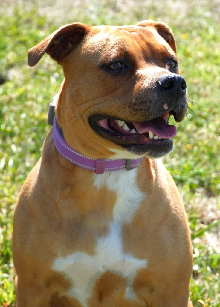 Leia, an adoptable Pit Bull Terrier in Grants Pass, OR, 97526 | Photo Image 1