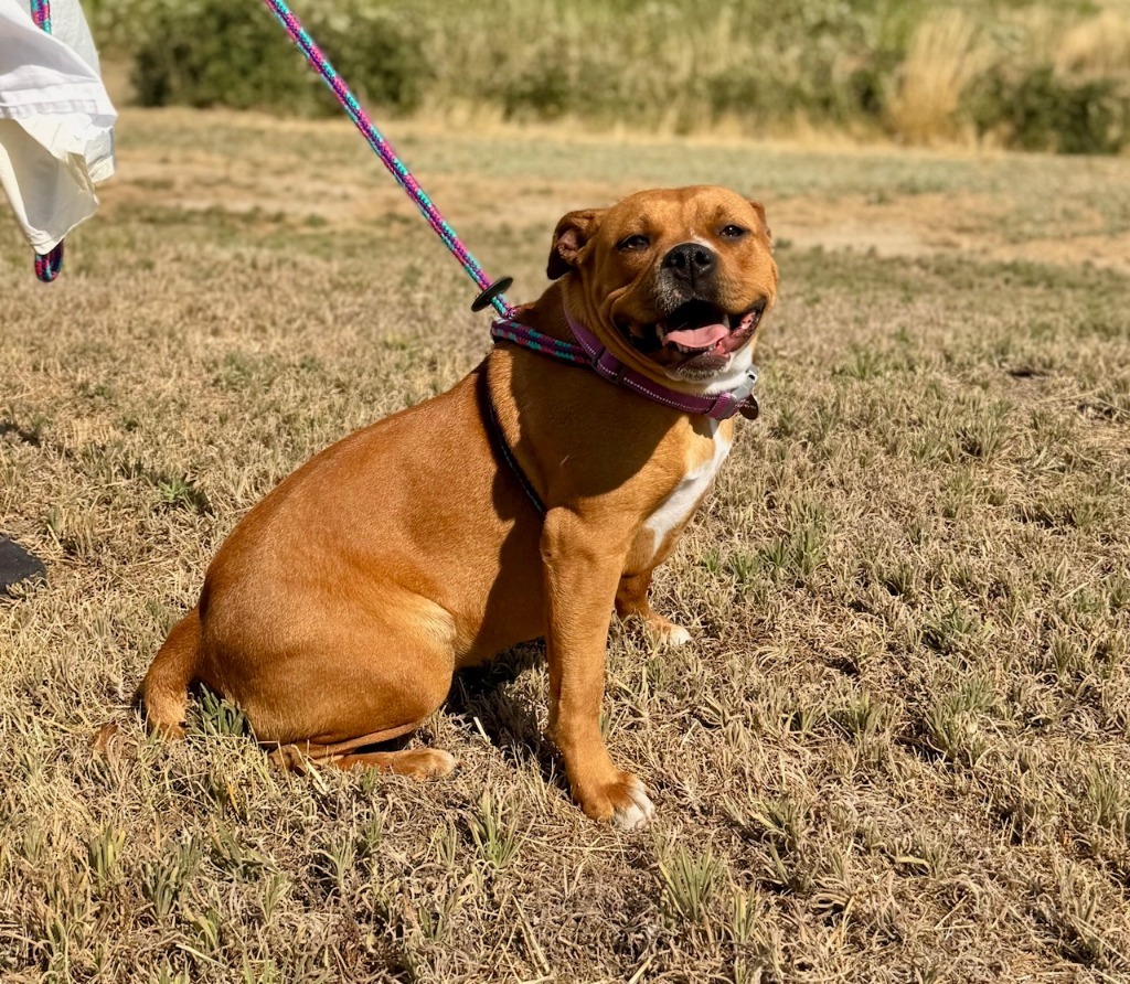 Leia, an adoptable Pit Bull Terrier in Grants Pass, OR, 97526 | Photo Image 2