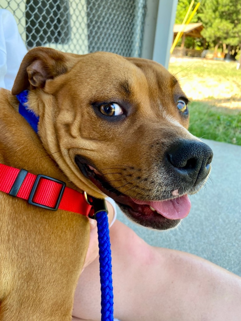 Leia, an adoptable Pit Bull Terrier in Grants Pass, OR, 97526 | Photo Image 3