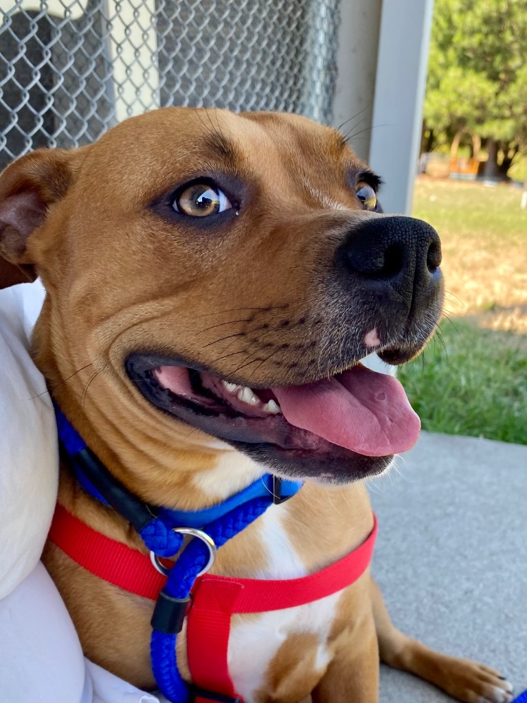 Leia, an adoptable Pit Bull Terrier in Grants Pass, OR, 97526 | Photo Image 4