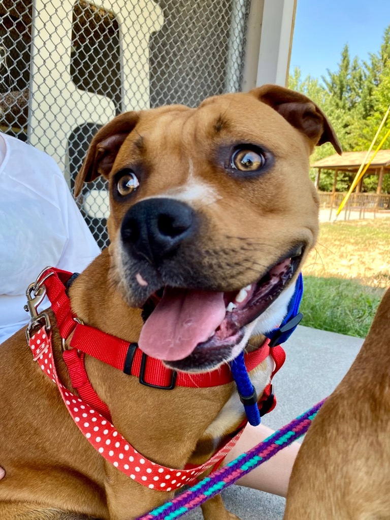 Leia, an adoptable Pit Bull Terrier in Grants Pass, OR, 97526 | Photo Image 5