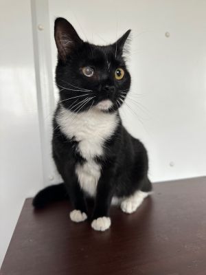 Coraline, Young Female Domestic Short Hair