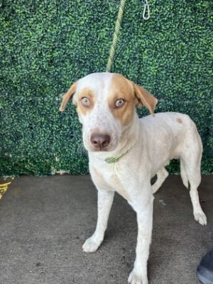 58853031, Adult Male Labrador Retriever