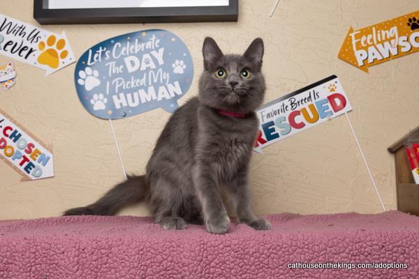 Linda, an adoptable Nebelung in Parlier, CA, 93648 | Photo Image 1