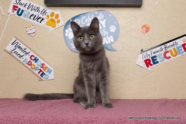 Linda, an adoptable Nebelung in Parlier, CA, 93648 | Photo Image 2