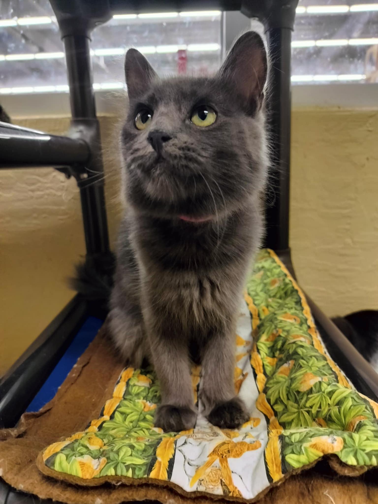 Linda, an adoptable Nebelung in Parlier, CA, 93648 | Photo Image 3