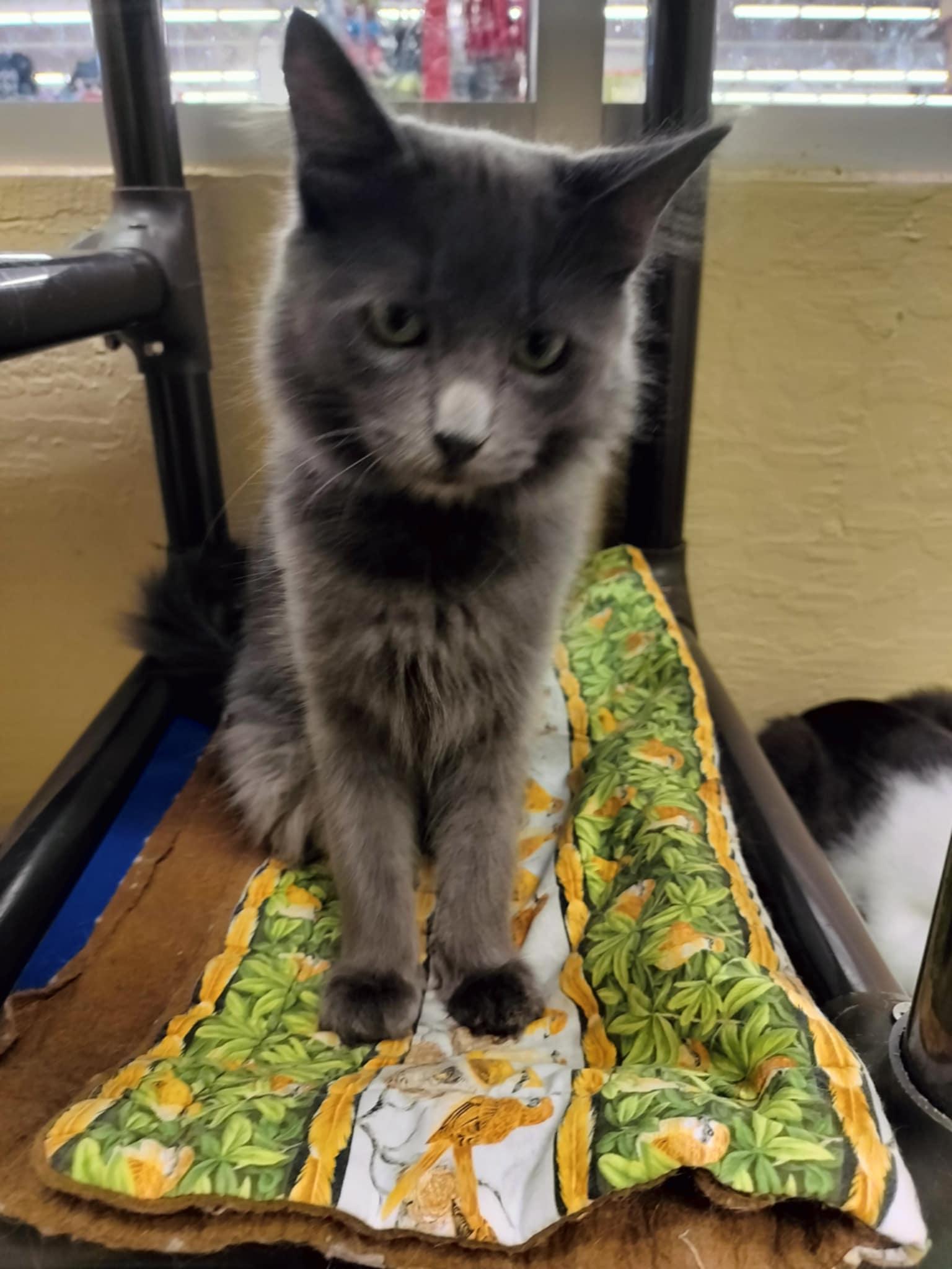 Linda, an adoptable Nebelung in Parlier, CA, 93648 | Photo Image 4
