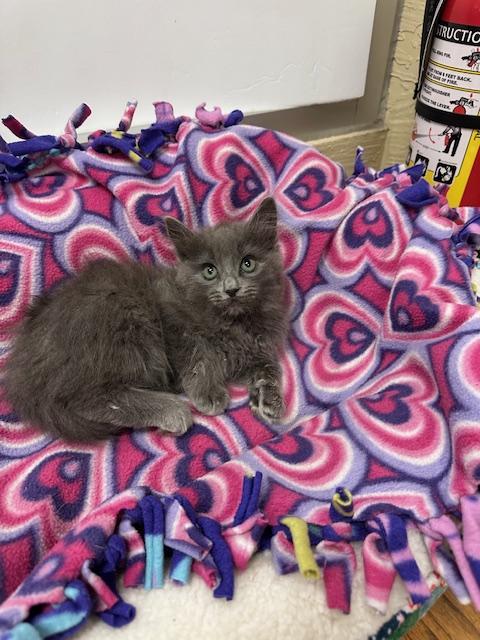 Linda, an adoptable Nebelung in Parlier, CA, 93648 | Photo Image 5