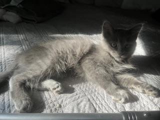Linda, an adoptable Nebelung in Parlier, CA, 93648 | Photo Image 6
