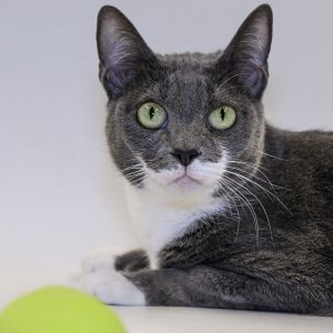 Arlene, Adult Female Domestic Short Hair